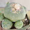 Lophophora_diffusa_2